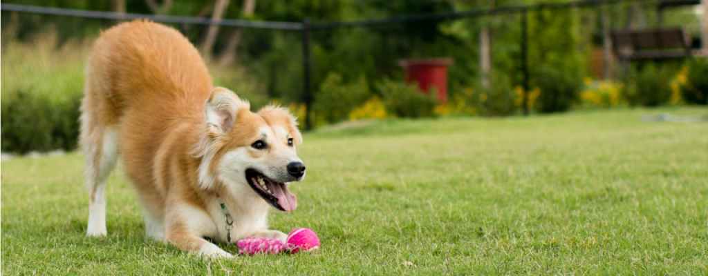 Barking Up the Right Tree: Most Dog-Friendly U.S. Cities