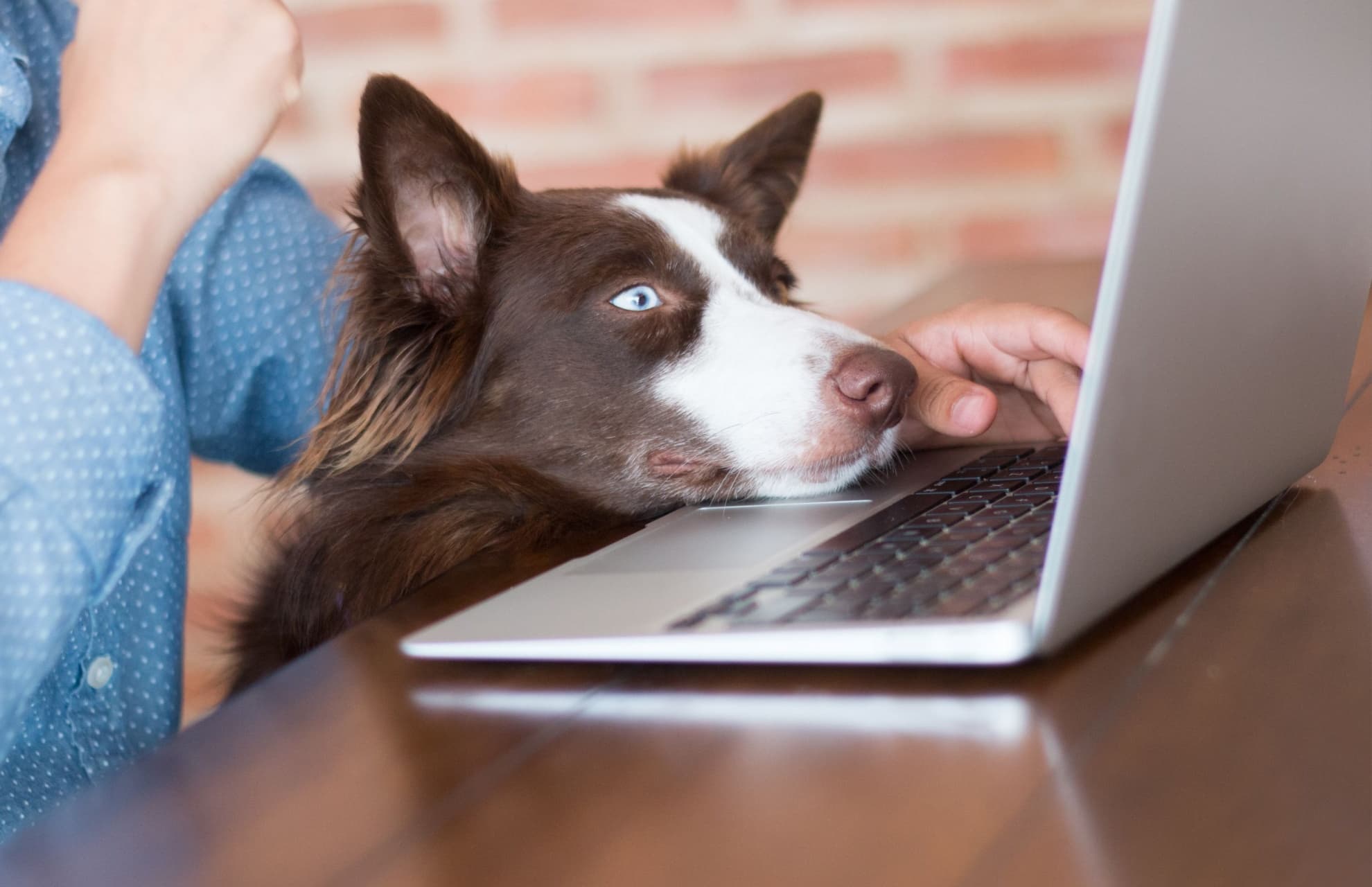 Pets Coworking