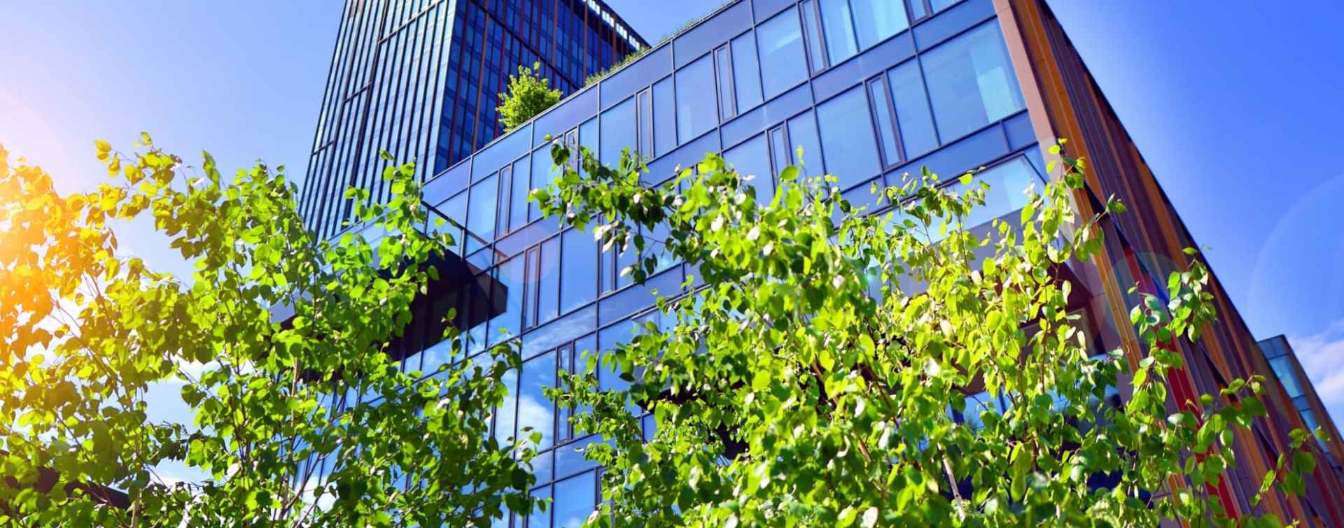 looking up to an office building facade above green-leaved tree line