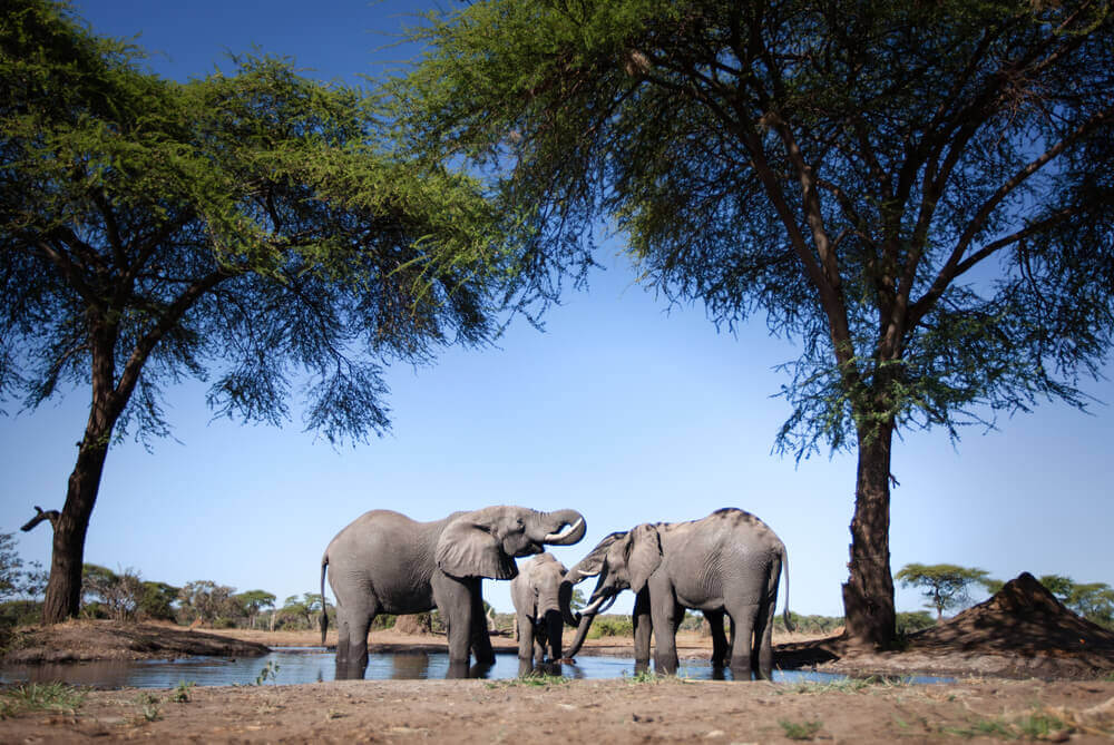 Elephants drinking from a watering hole in Africa