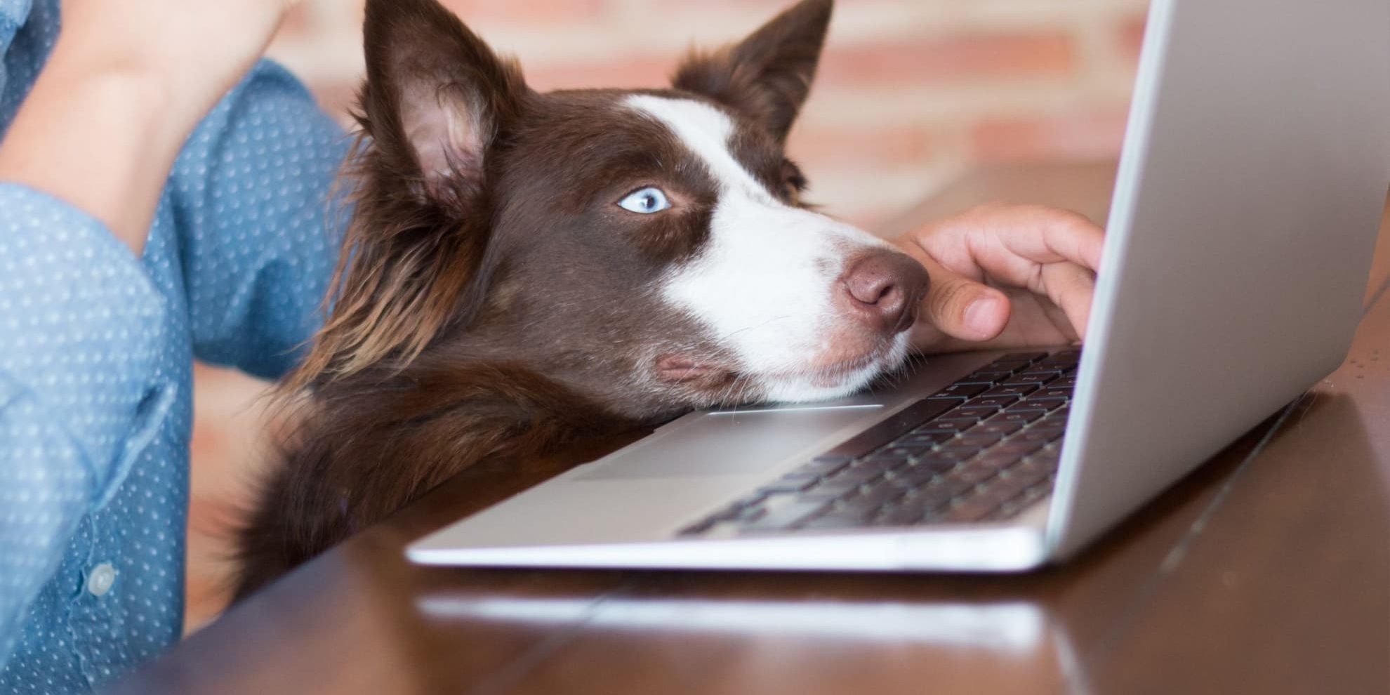 Pets Coworking