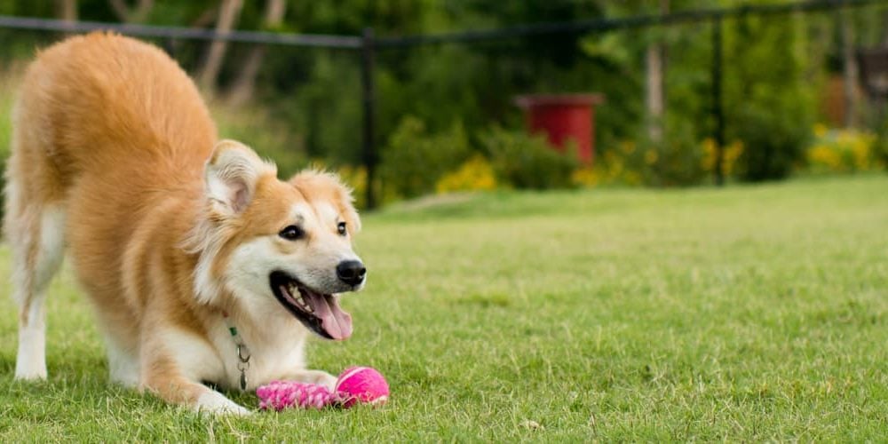 best cities for dog owners featured