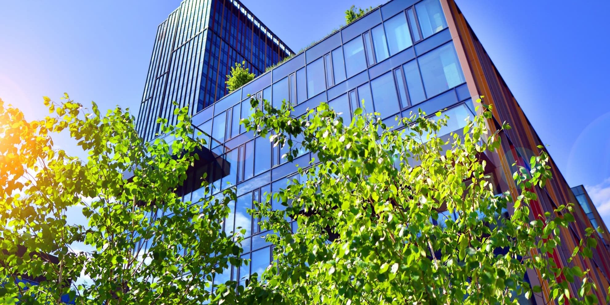 looking up to an office building facade above green-leaved tree line