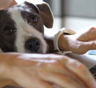 Working with a dog