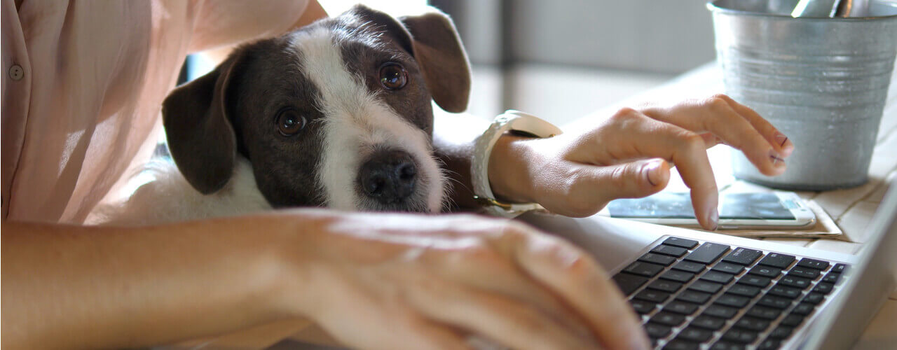 Working with a dog