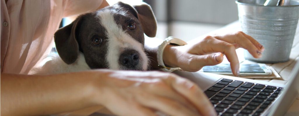 Working with a dog