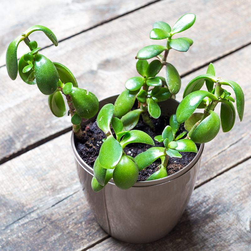 10 Plants That Will Freshen Up Your Office - CommercialCafe
